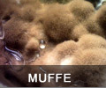 Muffe