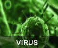 Virus